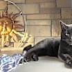 Thumbnail photo of Binx #1