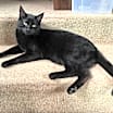 Thumbnail photo of Binx #2