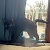 Thumbnail photo of Binx #3