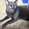 Thumbnail photo of Binx #4