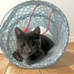 Thumbnail photo of Danny Boy #2