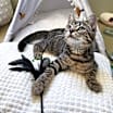 Thumbnail photo of Simba #1