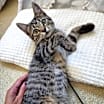 Thumbnail photo of Simba #3