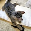 Thumbnail photo of Simba #4