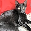 Thumbnail photo of Mercedes #1