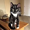 Thumbnail photo of Jenkins - Shannon's Litter #1