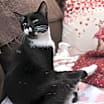 Thumbnail photo of Magpie #1