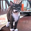 Thumbnail photo of Magpie #2