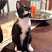 Thumbnail photo of Magpie #3
