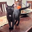 Thumbnail photo of Wren #3