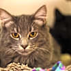Thumbnail photo of Jasper #1