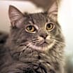 Thumbnail photo of Jasper #2
