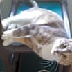 Thumbnail photo of Shya #2