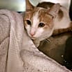Thumbnail photo of Toby #2