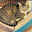 Thumbnail photo of Aspen #4