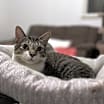 Thumbnail photo of LionBlaze-Destroyer of Mice #1