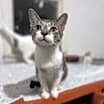 Thumbnail photo of LionBlaze-Destroyer of Mice #2