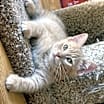 Thumbnail photo of Biscotti #1