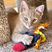 Thumbnail photo of Biscotti #2