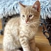Thumbnail photo of Biscotti #3