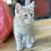 Thumbnail photo of Biscotti #4