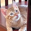 Thumbnail photo of Pimento #1