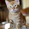 Thumbnail photo of Pimento #2