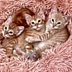 Thumbnail photo of Pimento #3