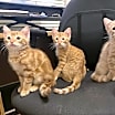 Thumbnail photo of Pimento #4