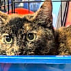 Thumbnail photo of Marmie #4