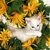 Thumbnail photo of Sally #2