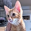 Thumbnail photo of Hanson #3