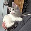 Thumbnail photo of Hendrix #1