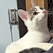 Thumbnail photo of Hendrix #2