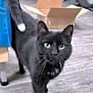 Thumbnail photo of Elsie/LC @ The Cat's Brew #1