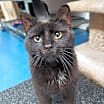 Thumbnail photo of Elsie/LC @ The Cat's Brew #2