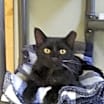 Thumbnail photo of Gizmo #1