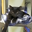 Thumbnail photo of Gizmo #4
