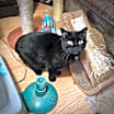 Thumbnail photo of Sonnie #2
