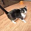 Thumbnail photo of Scarlett #1