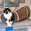Thumbnail photo of Scarlett #3