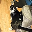 Thumbnail photo of Scarlett #4