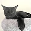 Thumbnail photo of Shadow #4
