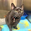 Thumbnail photo of Monroe #3