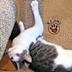 Thumbnail photo of Oliver #2