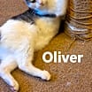 Thumbnail photo of Oliver #3