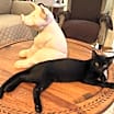 Thumbnail photo of Woody #1