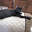 Thumbnail photo of Woody #2