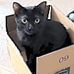 Thumbnail photo of Ty #2