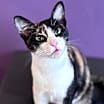 Thumbnail photo of Gumbo #1